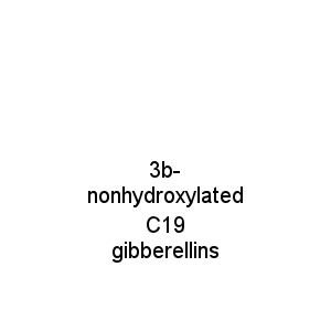 3b-nonhydroxylated C19 gibberellins